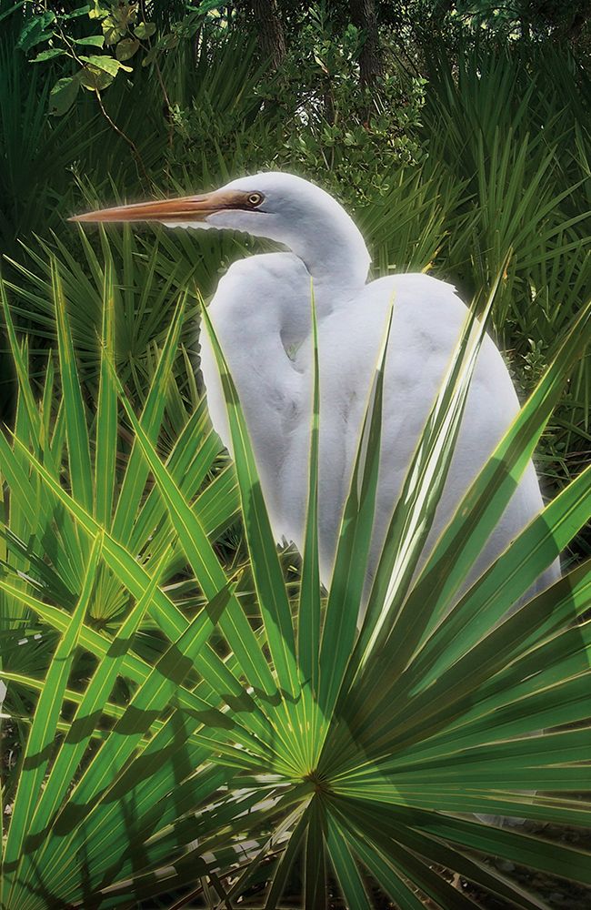 Palmetto Egret art print by Steve Hunziker for $57.95 CAD