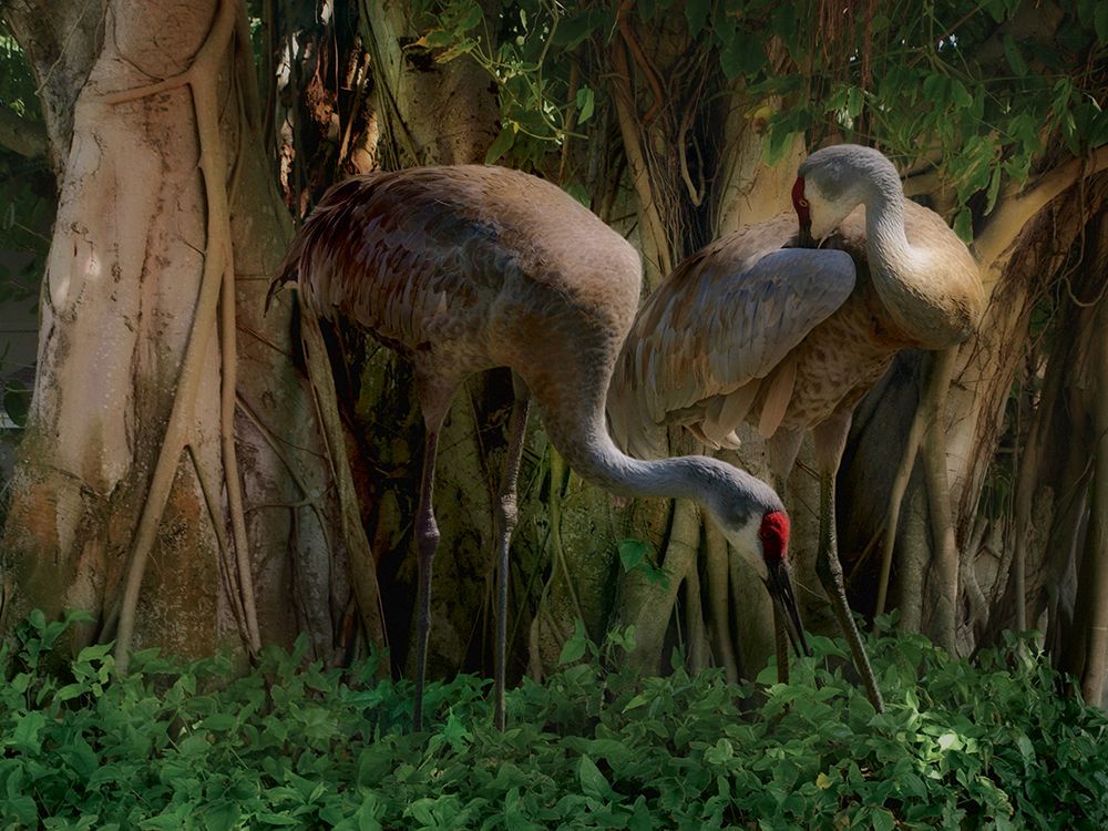 Shady Sandhill art print by Steve Hunziker for $57.95 CAD