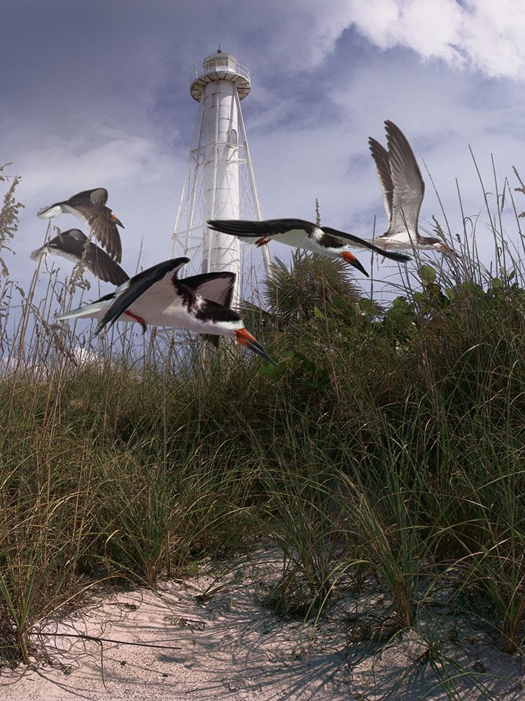 Lighthouse Terns art print by Steve Hunziker for $57.95 CAD