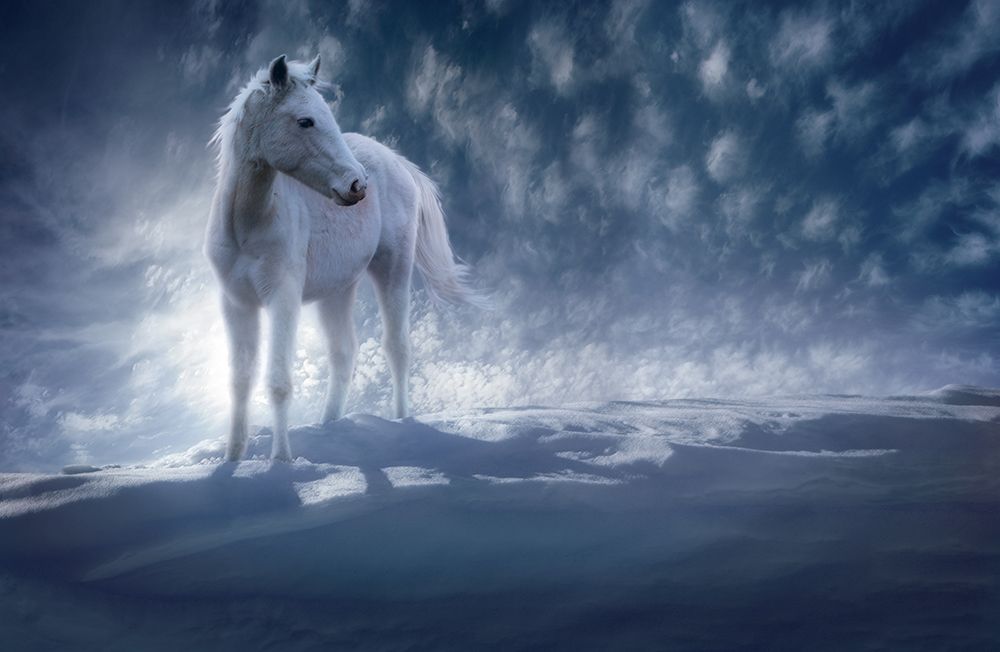 Snow Drifters art print by Steve Hunziker for $57.95 CAD