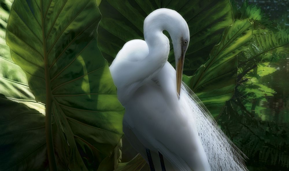 Pristine Plumage art print by Steve Hunziker for $57.95 CAD
