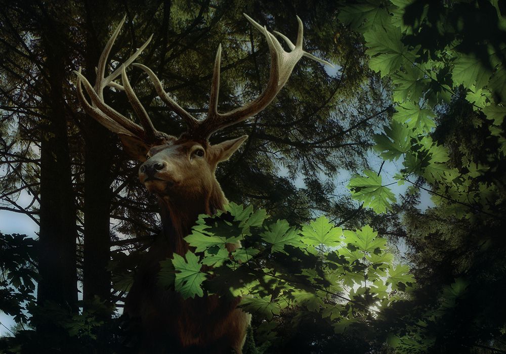 Elkish Twilight art print by Steve Hunziker for $57.95 CAD