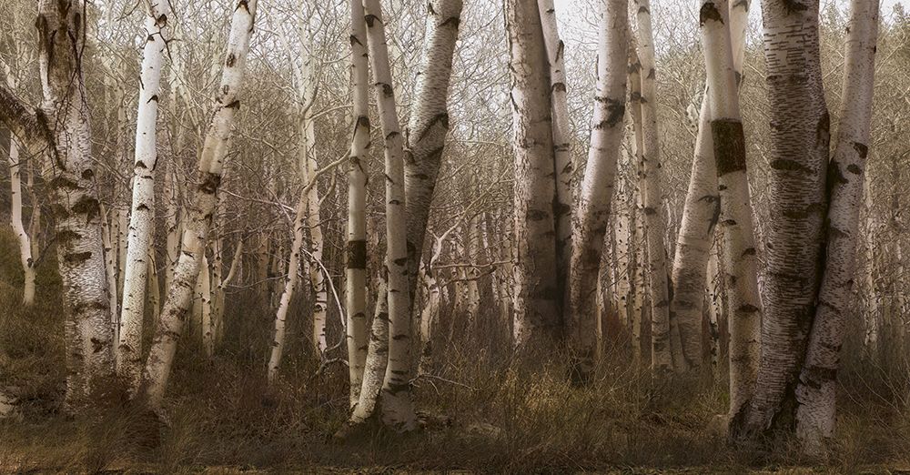 Birchwood Frenzy art print by Steve Hunziker for $57.95 CAD
