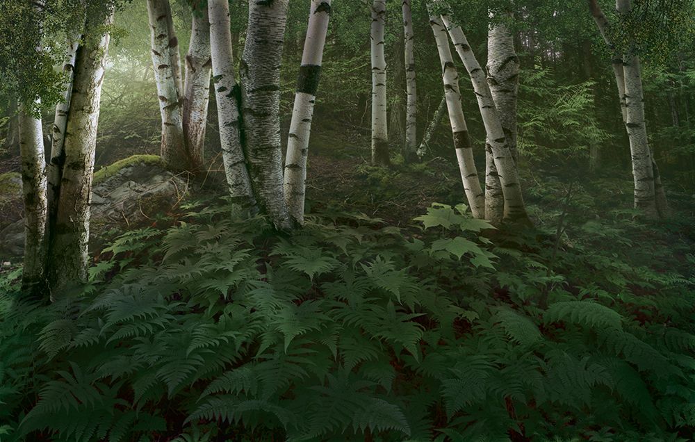 Alluring Glade art print by Steve Hunziker for $57.95 CAD