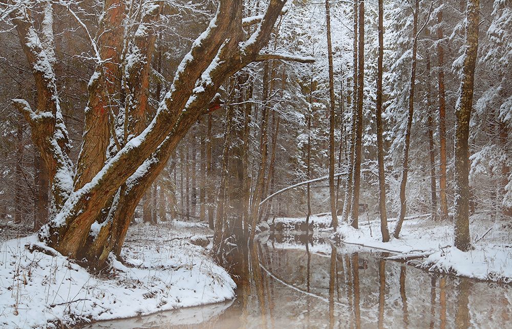 Winter Creek art print by Steve Hunziker for $57.95 CAD