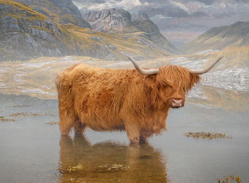Bovine Highlander II art print by Steve Hunziker for $57.95 CAD