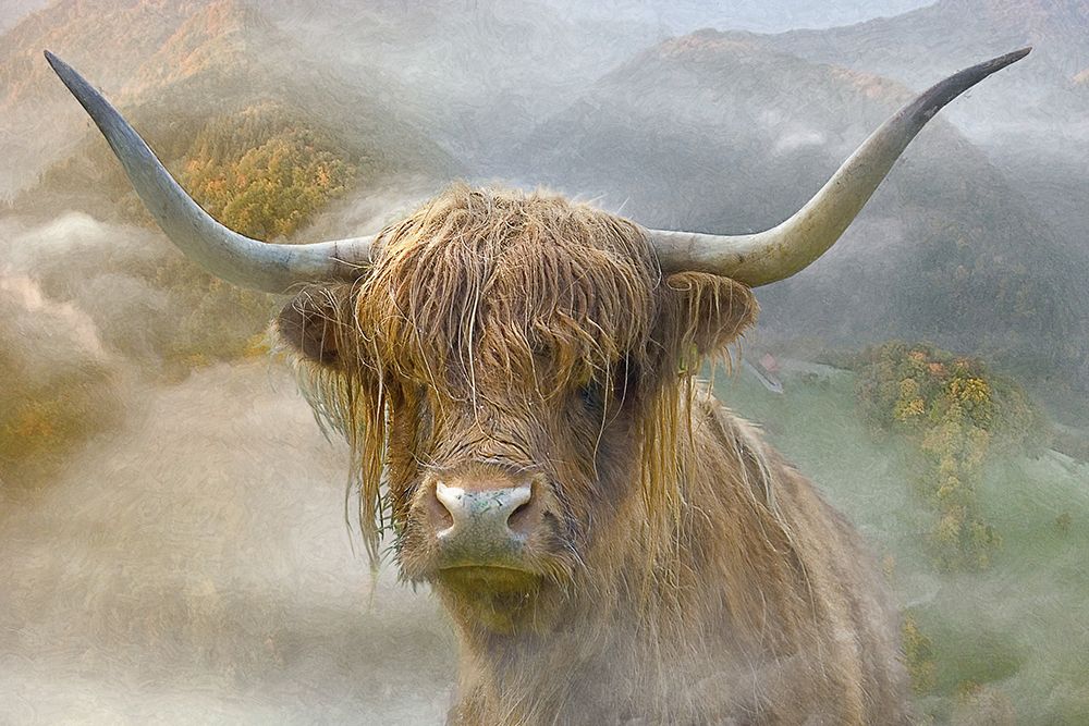 Bovine Highlander III art print by Steve Hunziker for $57.95 CAD