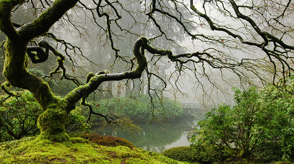 Garden Mist art print by Don Schwartz for $57.95 CAD
