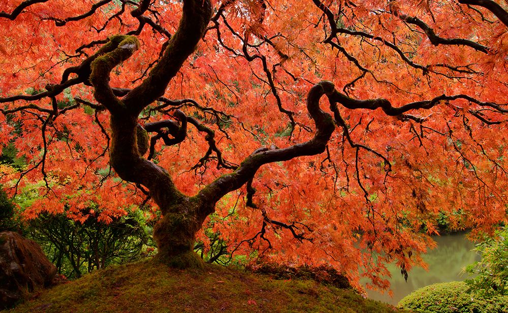 Brilliant Red Maple art print by Don Schwartz for $57.95 CAD