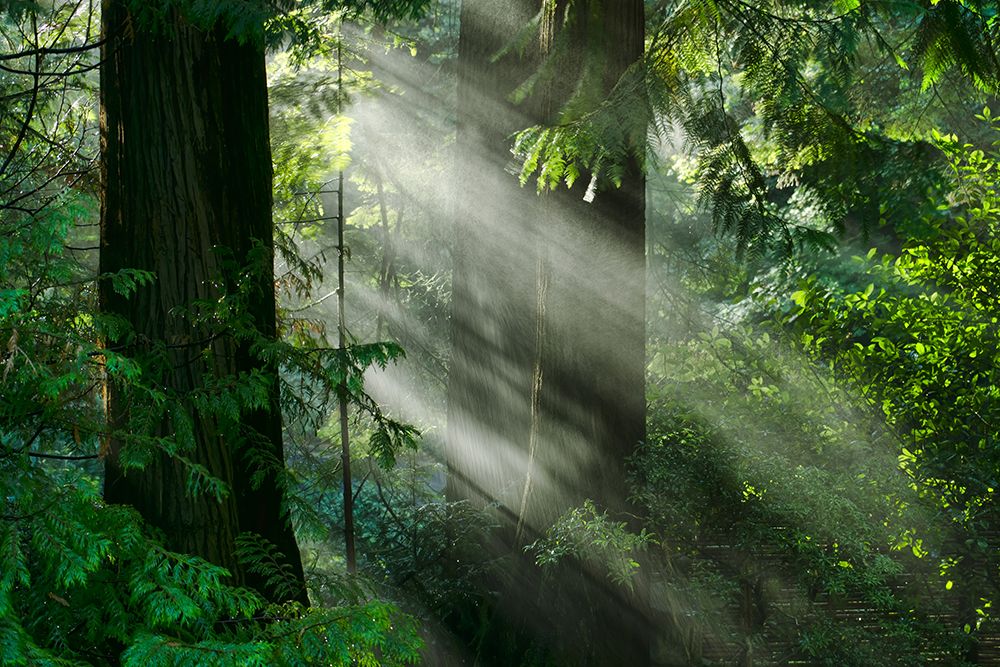 Light Through the Trees art print by Don Schwartz for $57.95 CAD