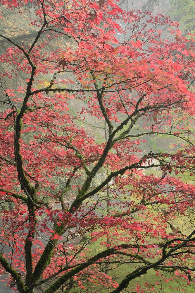 Red Zen art print by Don Schwartz for $57.95 CAD
