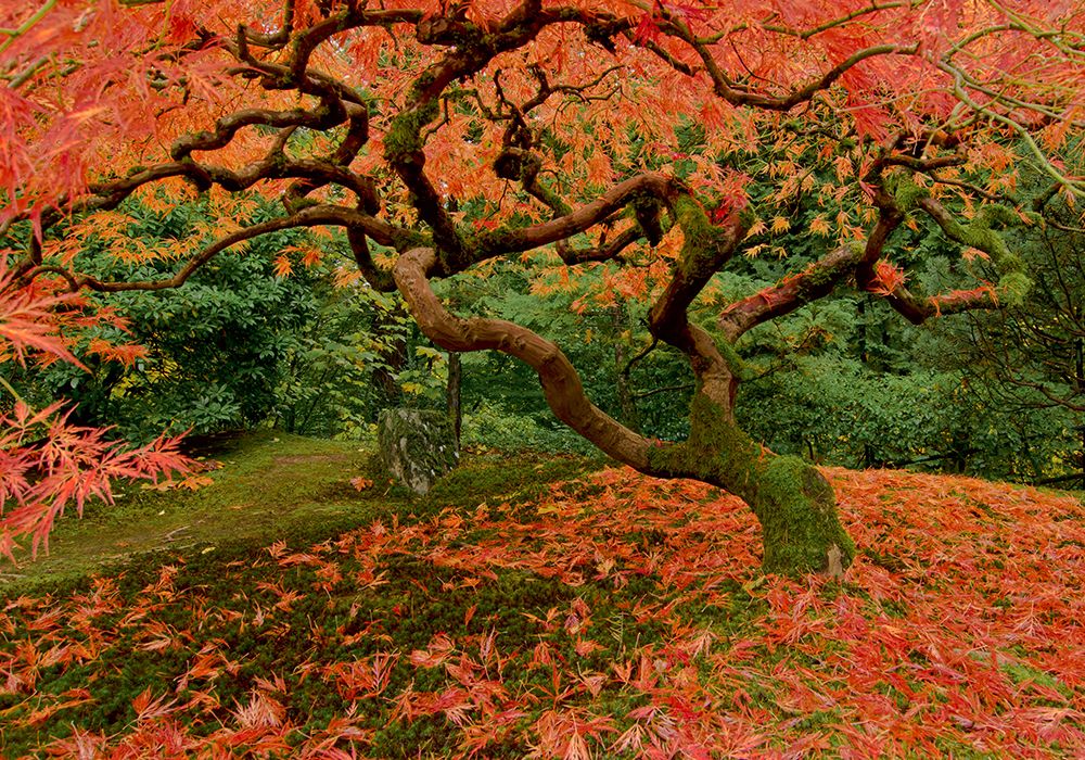 Fallen Leaves art print by Don Schwartz for $57.95 CAD