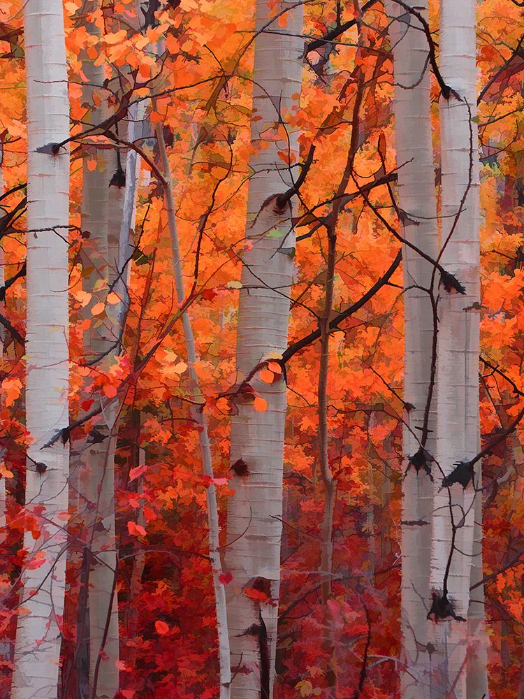 Autumn Splendor art print by Don Schwartz for $57.95 CAD