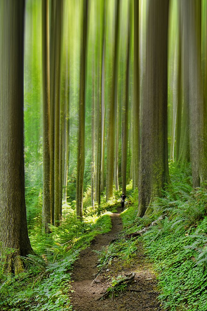 Enchanted Forest art print by Don Schwartz for $57.95 CAD