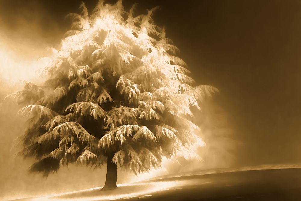Enlightened Tree art print by Don Schwartz for $57.95 CAD