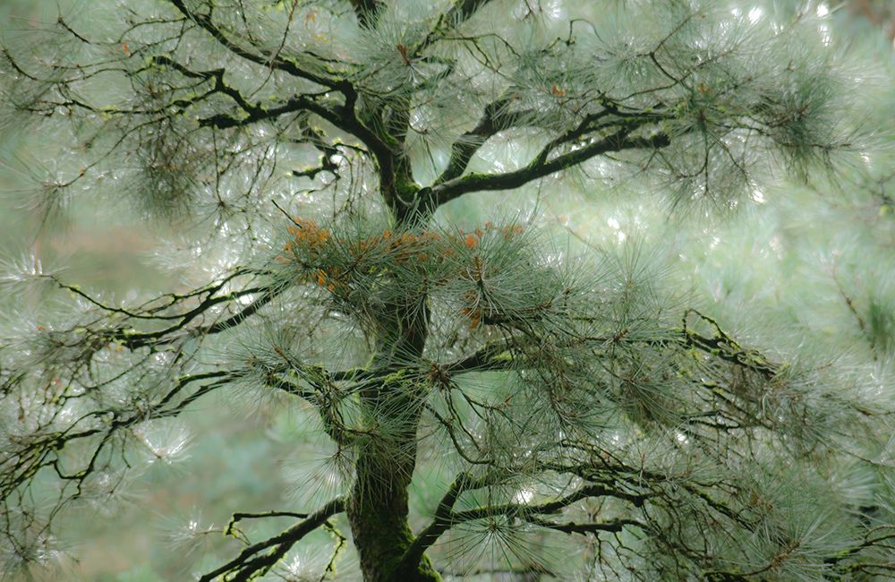 Sublime Pine art print by Don Schwartz for $57.95 CAD