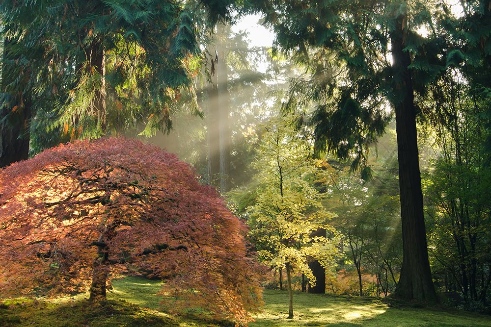 Bathed in Morning Light art print by Don Schwartz for $57.95 CAD
