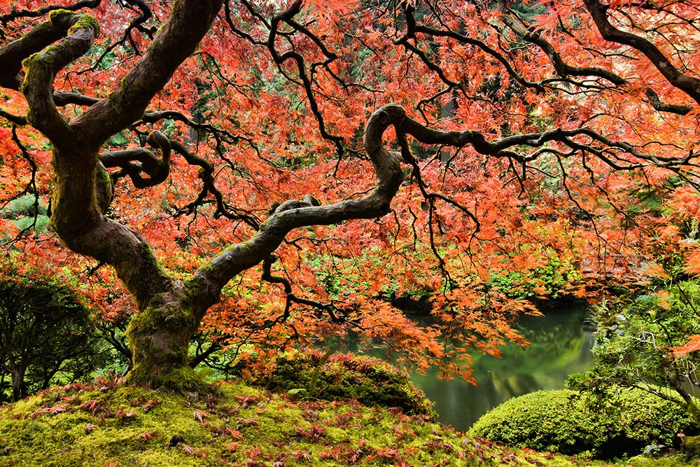 Autumn Magnificence art print by Don Schwartz for $57.95 CAD