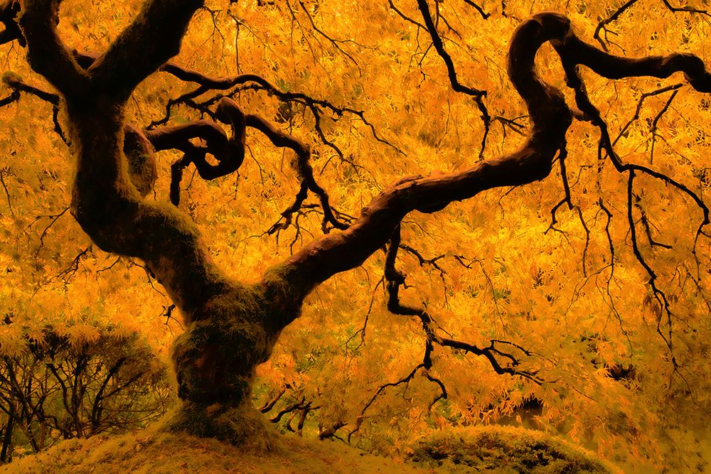 Limned in Light art print by Don Schwartz for $57.95 CAD
