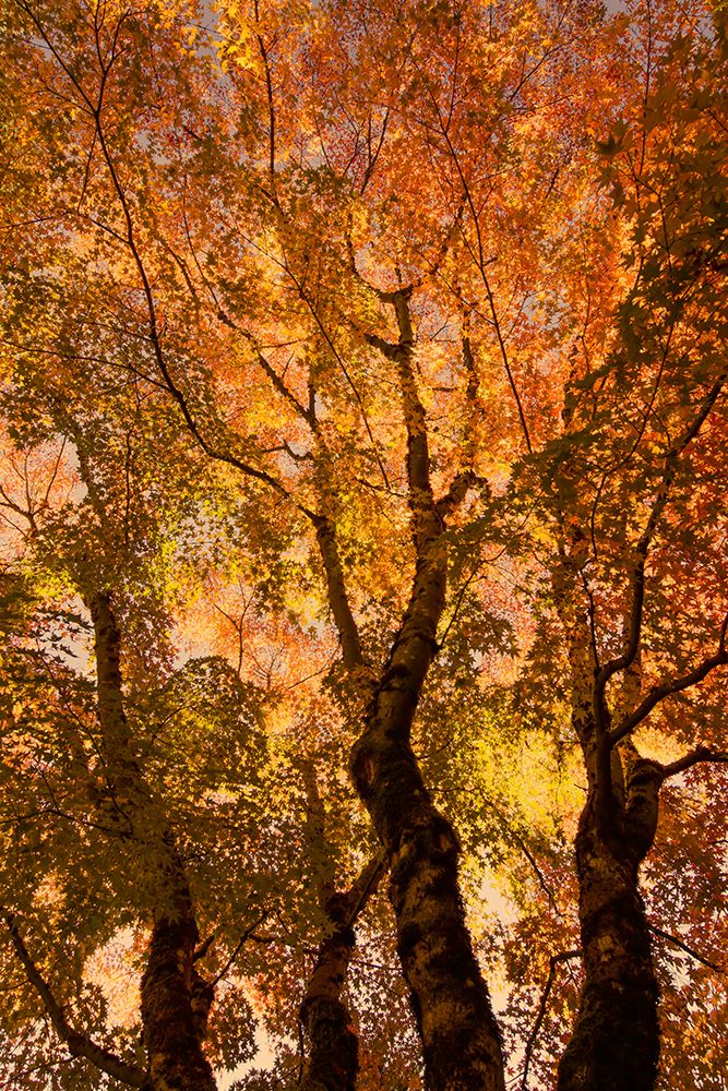 The Trees Dance art print by Don Schwartz for $57.95 CAD