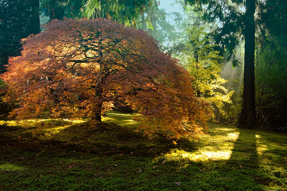 In the Gentle Autumn Light art print by Don Schwartz for $57.95 CAD