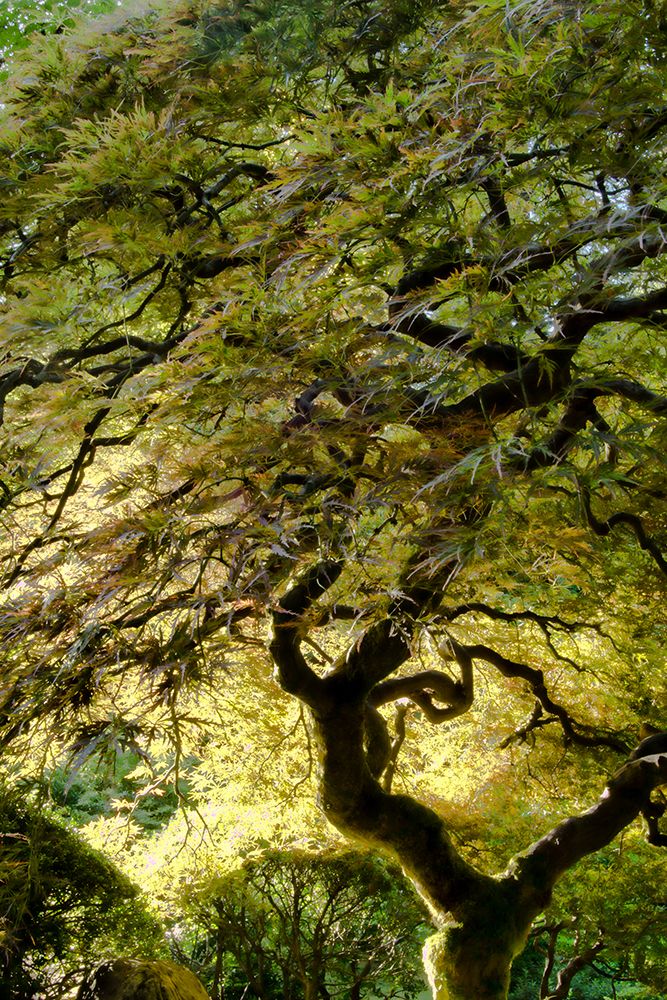 Magical Tree art print by Don Schwartz for $57.95 CAD