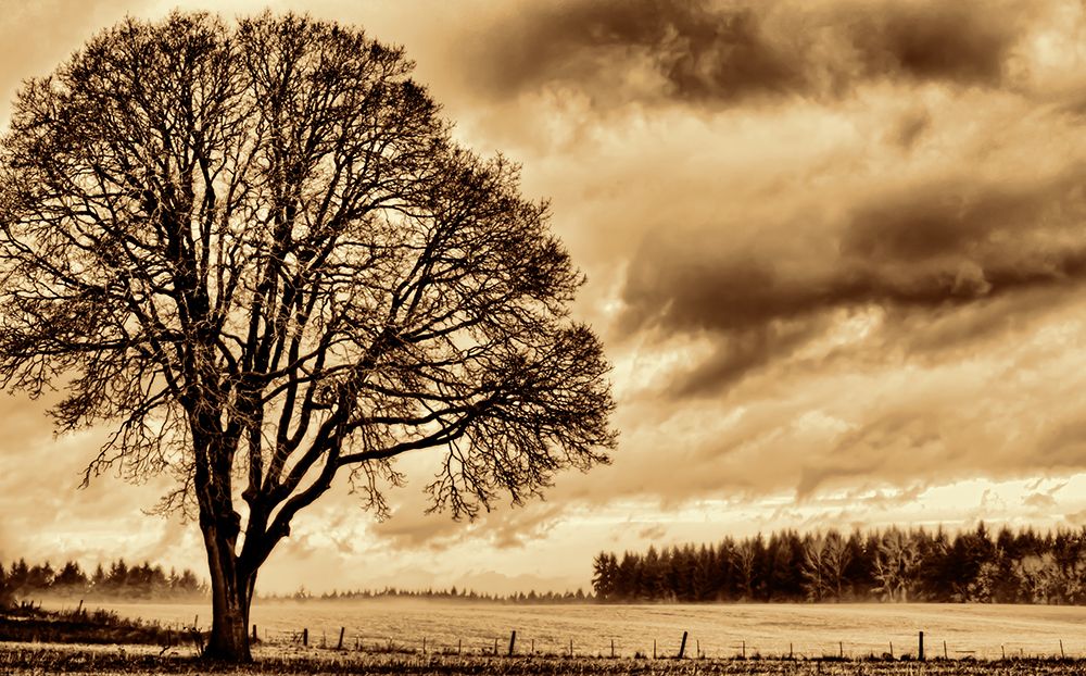 Sentinel in the Field art print by Don Schwartz for $57.95 CAD