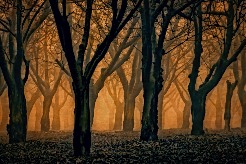 Woods Aglow art print by Don Schwartz for $57.95 CAD