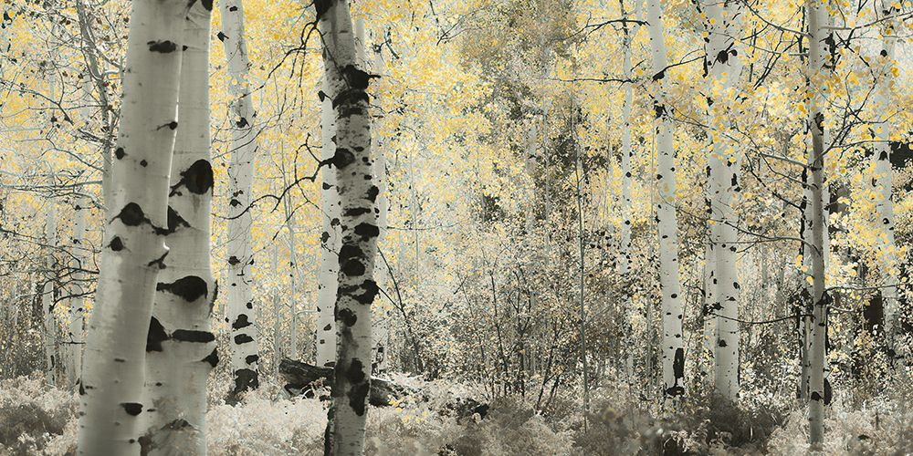 A Wisp of Gold art print by Don Schwartz for $57.95 CAD