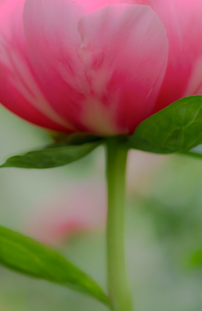 Soft Pink Poppy art print by Don Schwartz for $57.95 CAD