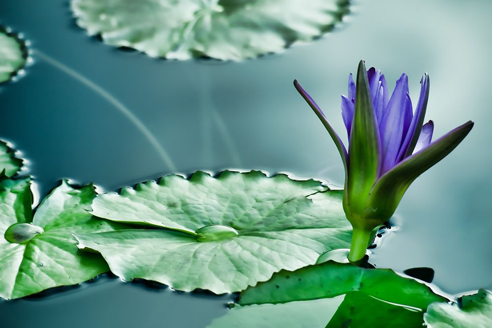 Lily on the Pond art print by Don Schwartz for $57.95 CAD