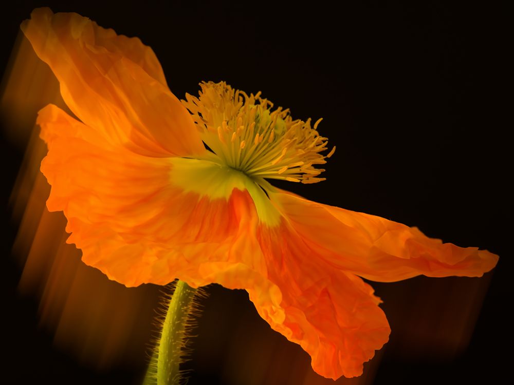 Dramatic Orange Poppy art print by Don Schwartz for $57.95 CAD