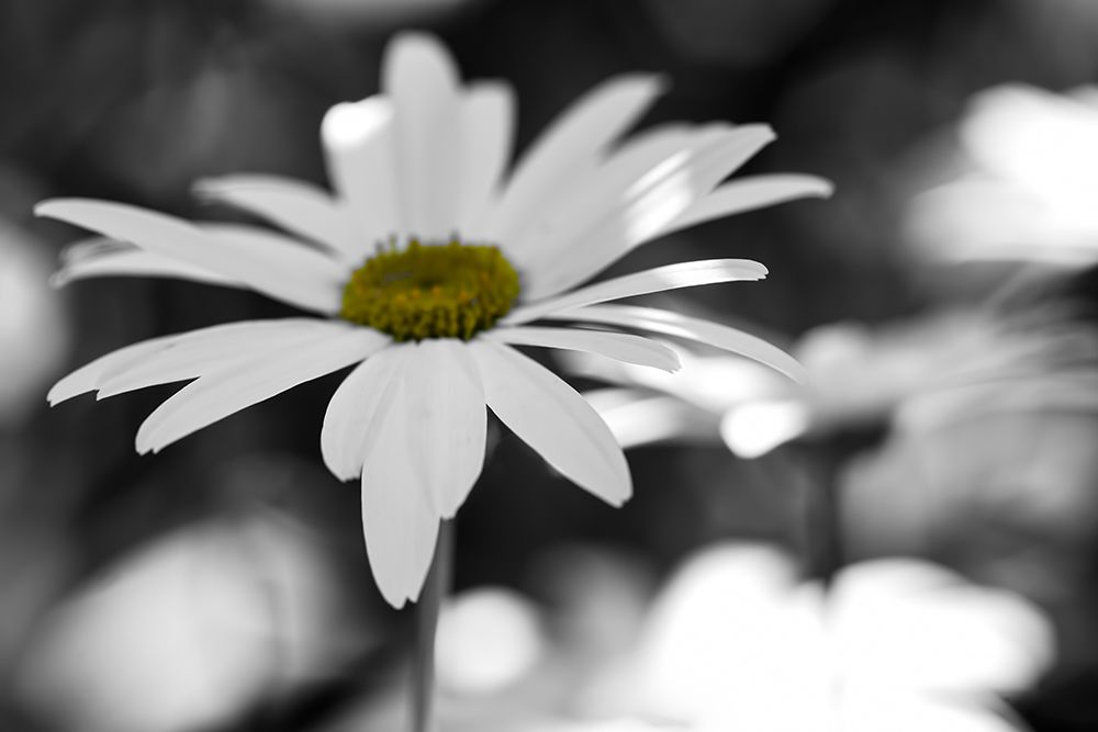 Sun Speckled Daisy art print by Don Schwartz for $57.95 CAD