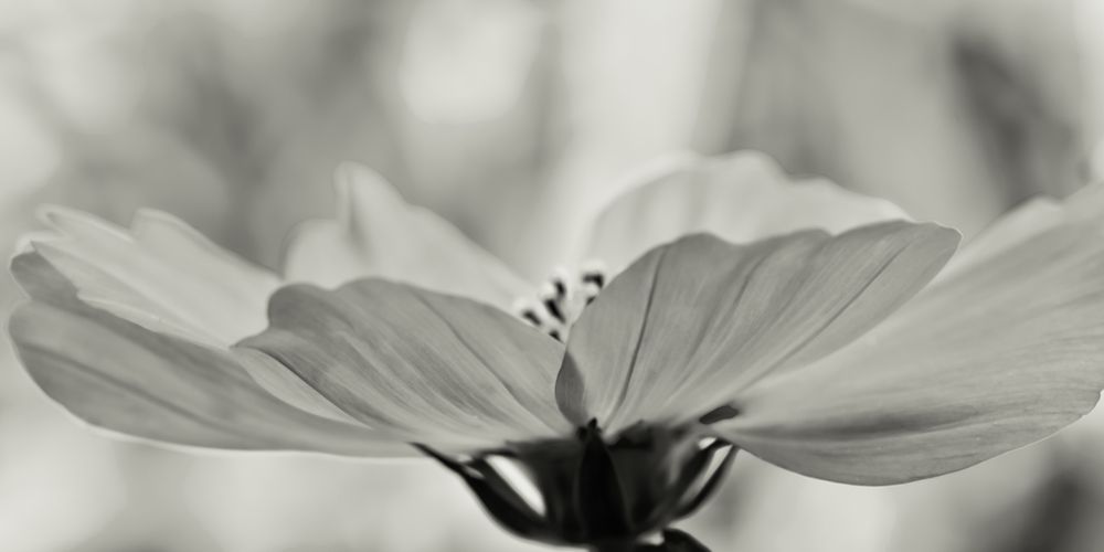 Delicate Cosmos art print by Don Schwartz for $57.95 CAD