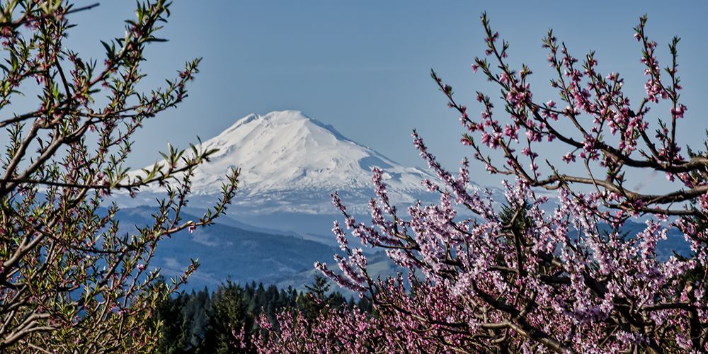 Mt. Adams in Spring art print by Don Schwartz for $57.95 CAD