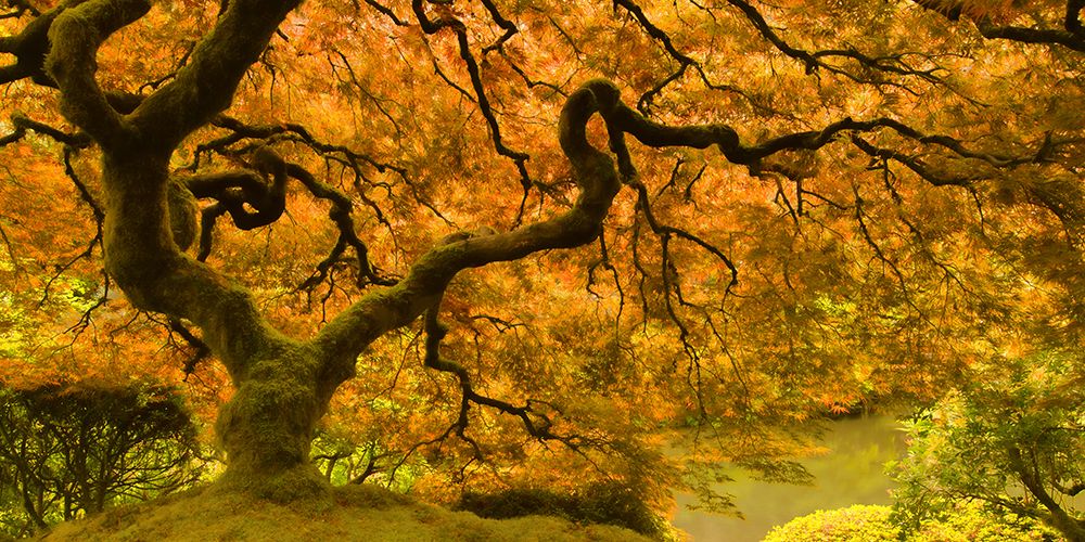 Golden Maple art print by Don Schwartz for $57.95 CAD