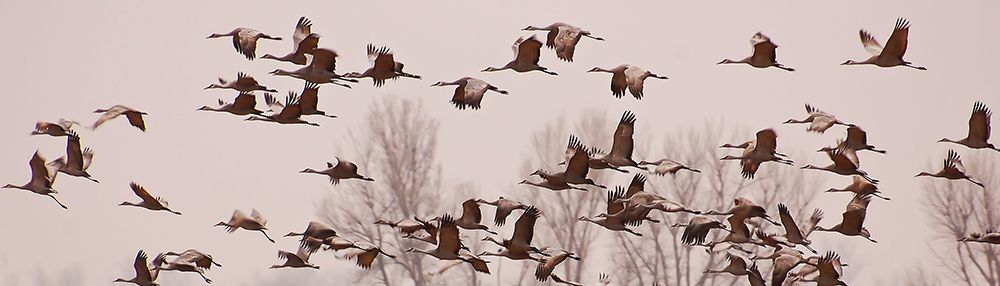 Cranes Across the Sky art print by Don Schwartz for $57.95 CAD