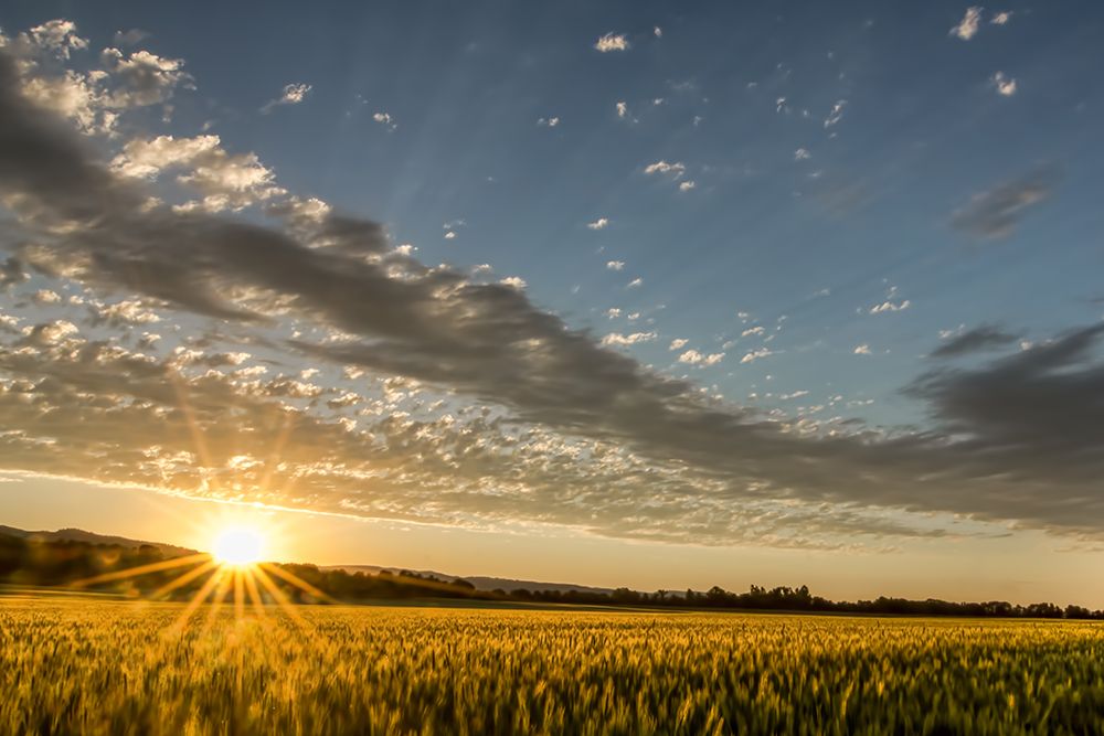 Sunset Over the Golden Meadow art print by Don Schwartz for $57.95 CAD