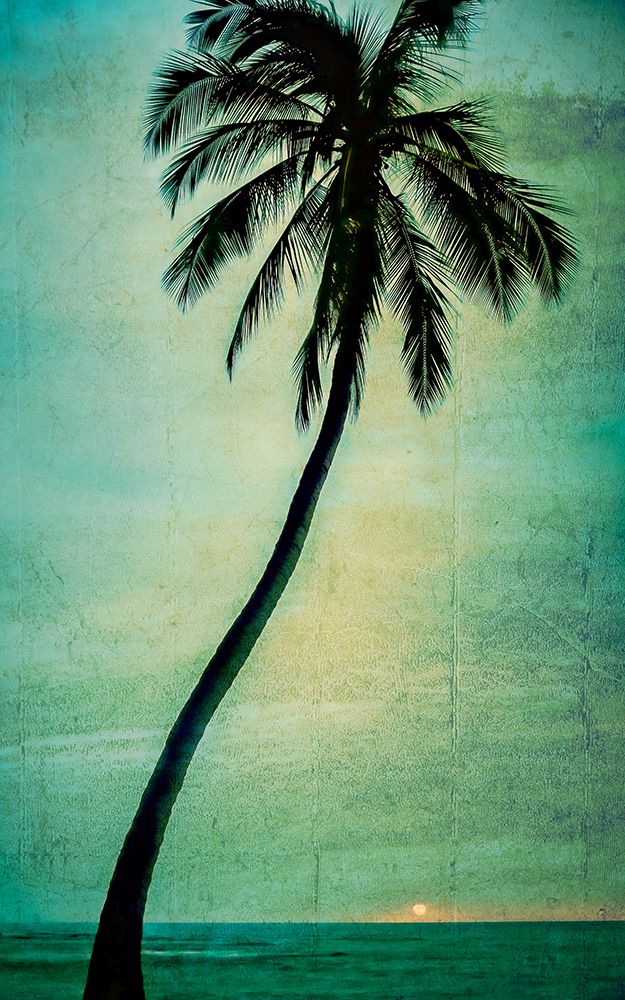 Lone Palm art print by Don Schwartz for $57.95 CAD