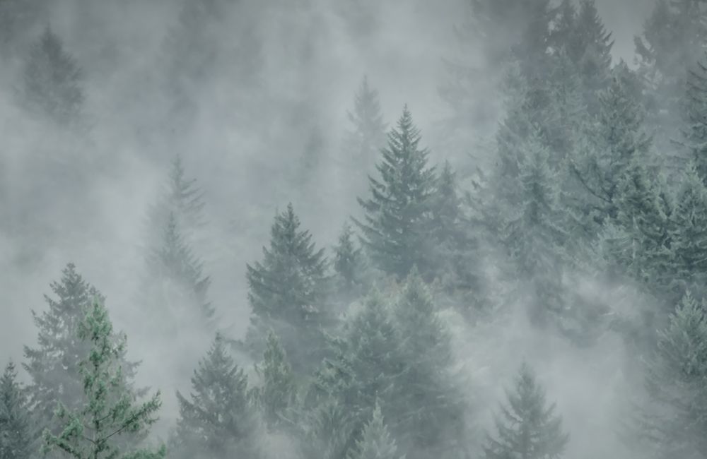 Misty Mood art print by Don Schwartz for $57.95 CAD