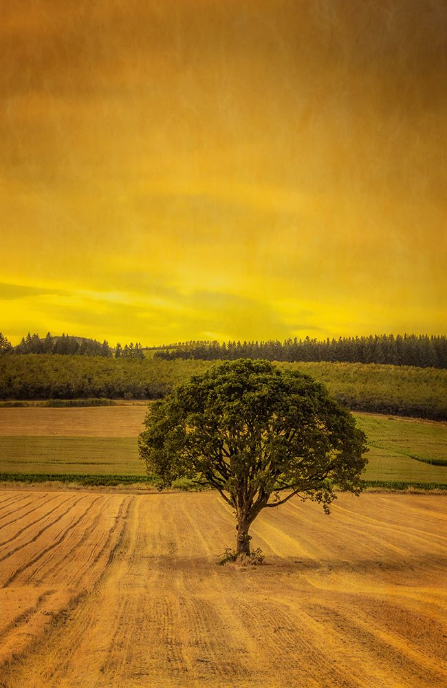 Lone Tree at Sunset art print by Don Schwartz for $57.95 CAD