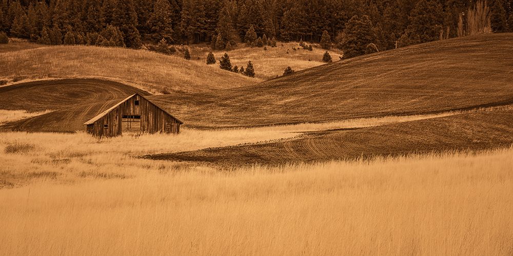 Brown barn in the Blonde Grasses art print by Don Schwartz for $57.95 CAD