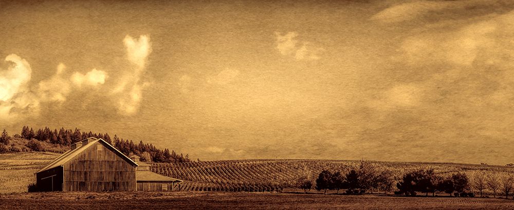 Vineyard Barn art print by Don Schwartz for $57.95 CAD