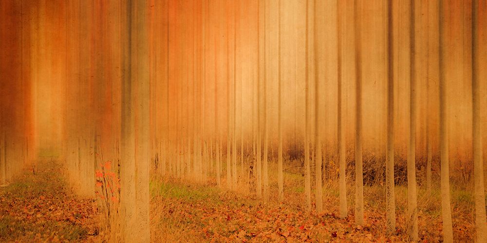 Misty Enchantment art print by Don Schwartz for $57.95 CAD