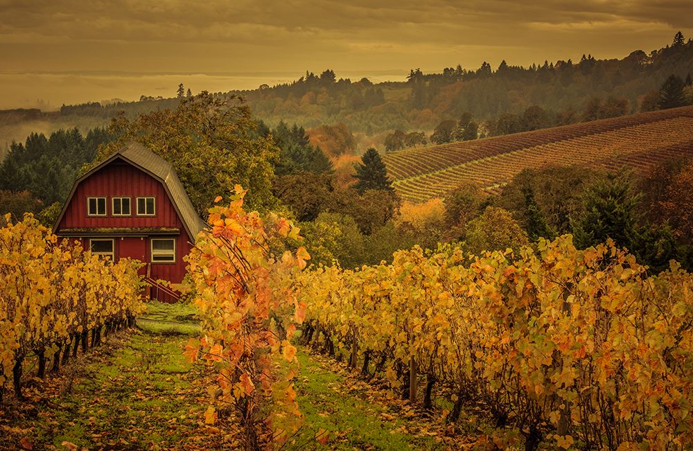 Barn in the Vines art print by Don Schwartz for $57.95 CAD