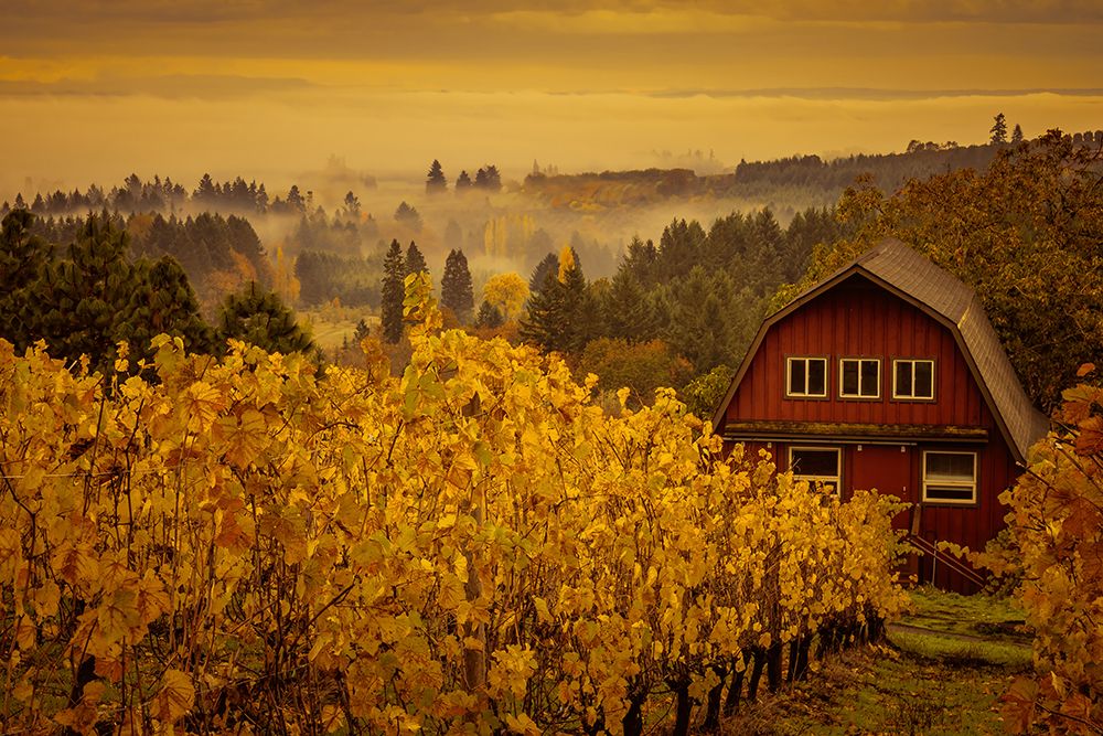 Red Barn and Golden Vines art print by Don Schwartz for $57.95 CAD