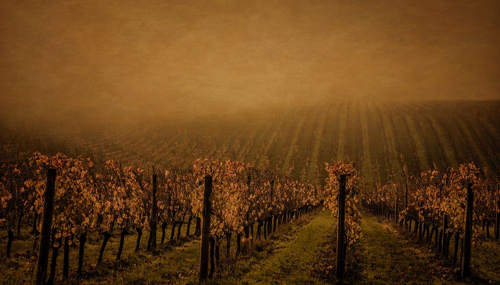 Vines and Mist art print by Don Schwartz for $57.95 CAD