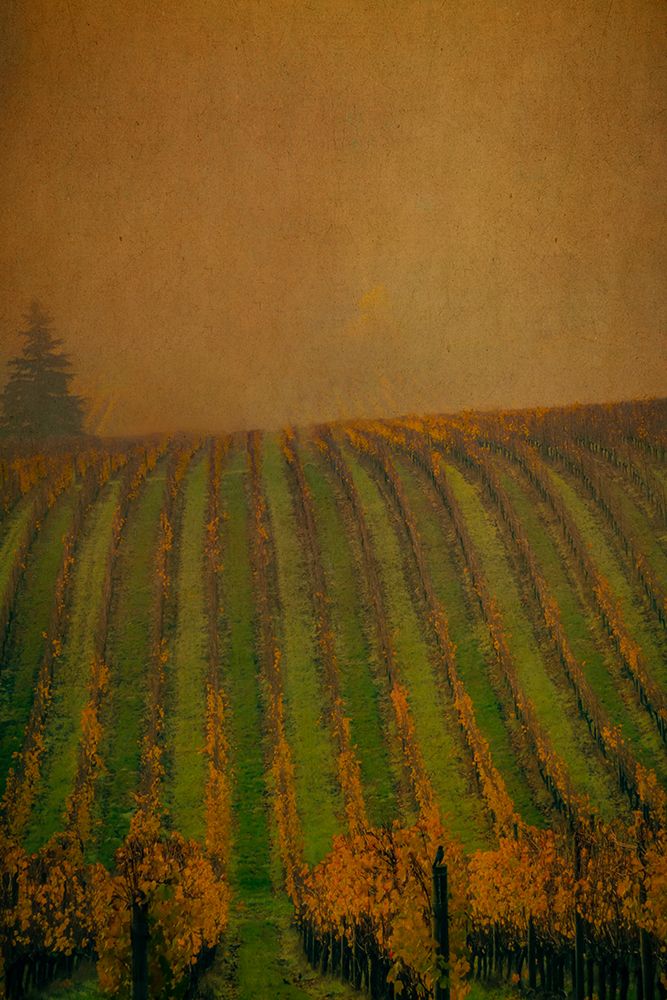Autumn Vineyard art print by Don Schwartz for $57.95 CAD