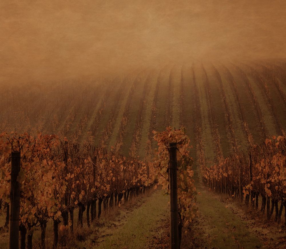 Mesmerizing Vines art print by Don Schwartz for $57.95 CAD