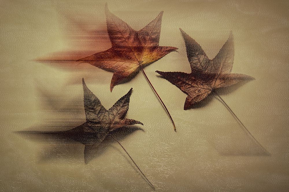 Slanting Leaves art print by Don Schwartz for $57.95 CAD